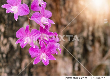 Pink orchid flowers on tree 130087442