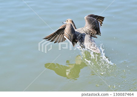 Duck of Mishima pond 130087464