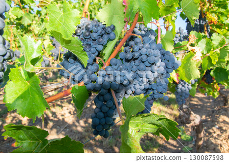 Vineyards in autumn harvest. Large bunches of red wine grapes in sunny weather. 130087598