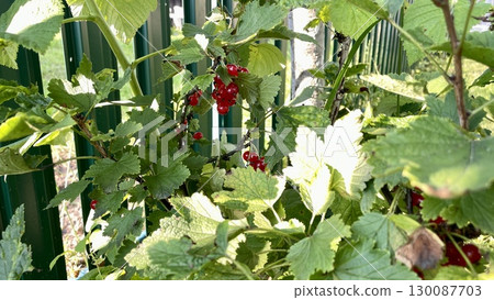 Currant bushes with vibrant green leaves are intertwined around a vertical green metal fence. Currant bushes with vibrant green leaves are intertwined around a vertical green metal fence. 130087703