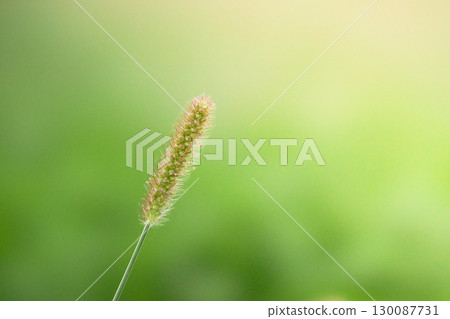 Smooth beautiful background of a single foxtail Smooth beautiful background of a single foxtail 130087731