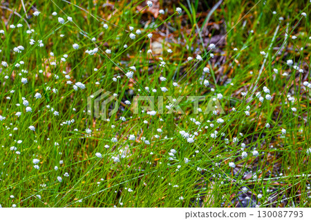 Shiratama洛杉磯 130087793