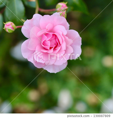 A soft pink rose in full bloom, with a beautiful blurred green background 130087809