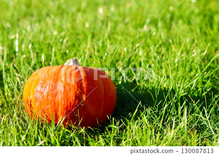A vibrant orange pumpkin sits in bright green grass, bathed in sunlight. Autumn background A vibrant orange pumpkin sits in bright green grass, bathed in sunlight. Autumn background 130087813