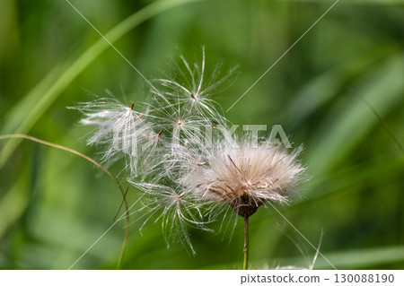 Dandelion seeds in the wind and on a green natural background Dandelion seeds in the wind and on a green natural background 130088190