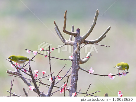 Plum and mezzo Plum and mezzo 130088620