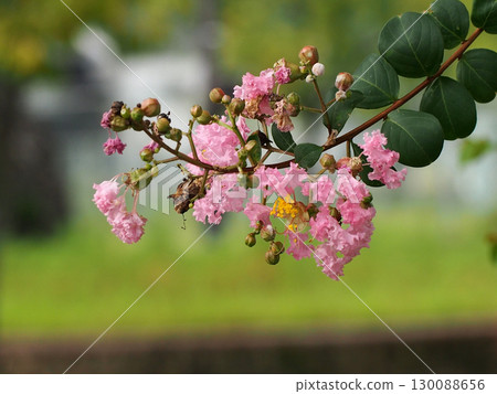 Close-up of pink crape myrtle flowers (crape myrtle flowers and buds on a summer morning) 130088656