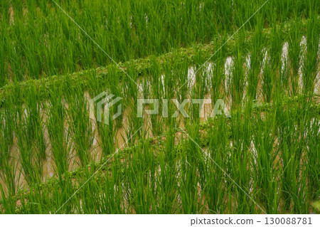 ecology travel with camping outdoor relax in rice field at chiangmai thailand in raining season ecology travel with camping outdoor relax in rice field at chiangmai thailand in raining season 130088781