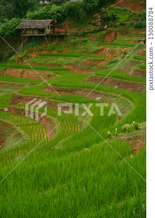 ecology travel with camping outdoor relax in rice field at chiangmai thailand in raining season ecology travel with camping outdoor relax in rice field at chiangmai thailand in raining season 130088784