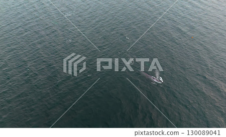Aerial view of two fin whales, Balaenoptera physalus, hunting in Donegal Bay, Ireland 130089041