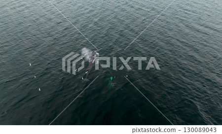 Aerial view of two fin whales, Balaenoptera physalus, hunting in Donegal Bay, Ireland Aerial view of two fin whales, Balaenoptera physalus, hunting in Donegal Bay, Ireland 130089043