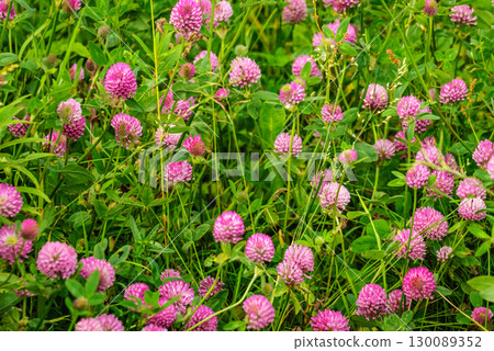 Meadow garden with flowers. Spring summer time. 130089352