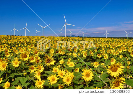 Nunobiki式高原，向日葵（福島縣，郡山市） 130089803