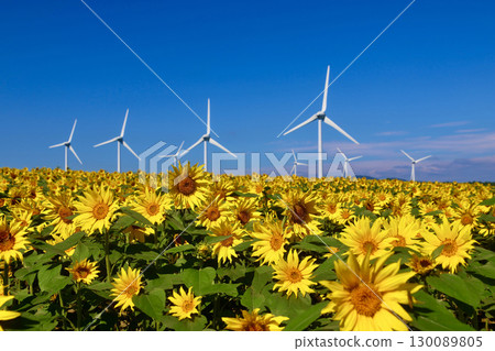 Nunobiki-style plateau, sunflower (Fukushima prefecture, Koriyama city) 130089805