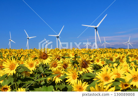Nunobiki-style plateau, sunflower (Fukushima prefecture, Koriyama city) 130089808