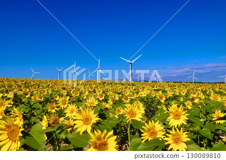 Nunobiki-style plateau, sunflower (Fukushima prefecture, Koriyama city) 130089810