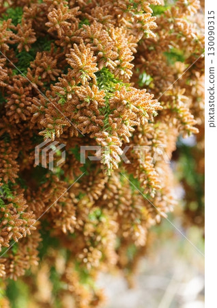Hay fever image material: A large amount of cedar pollen just before it spreads Hay fever image material: A large amount of cedar pollen just before it spreads 130090315