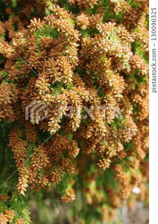 花粉症圖片素材:即將蔓延的大量雪松花粉 花粉症圖片素材:即將蔓延的大量雪松花粉 130090325