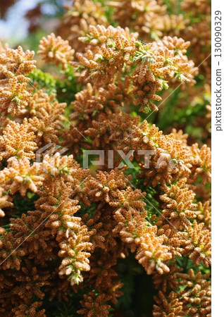 Hay fever image material: A large amount of cedar pollen just before it spreads Hay fever image material: A large amount of cedar pollen just before it spreads 130090329