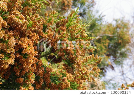 花粉症圖片素材:即將蔓延的大量雪松花粉 花粉症圖片素材:即將蔓延的大量雪松花粉 130090334