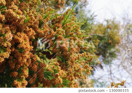 花粉症圖片素材:即將蔓延的大量雪松花粉 花粉症圖片素材:即將蔓延的大量雪松花粉 130090335