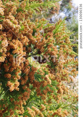 花粉症圖片素材:即將蔓延的大量雪松花粉 花粉症圖片素材:即將蔓延的大量雪松花粉 130090336
