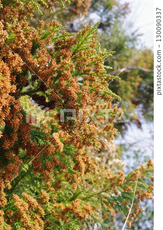 花粉症圖片素材：即將蔓延的大量雪松花粉 130090337