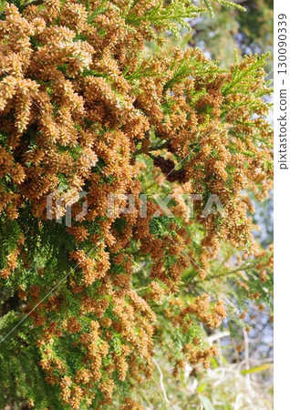 花粉症圖片素材：即將蔓延的大量雪松花粉 130090339