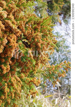 Hay fever image material: A large amount of cedar pollen just before it spreads Hay fever image material: A large amount of cedar pollen just before it spreads 130090340