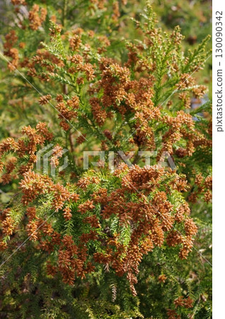 Hay fever image material: A large amount of cedar pollen just before it spreads 130090342