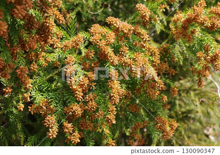 花粉症圖片素材：即將蔓延的大量雪松花粉 130090347