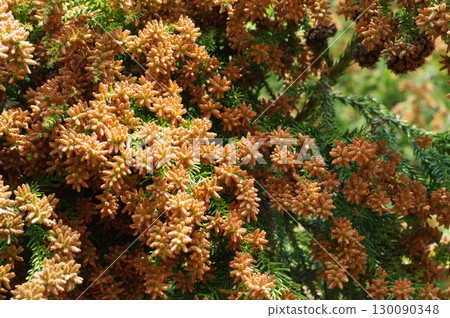 花粉症圖片素材：即將蔓延的大量雪松花粉 130090348