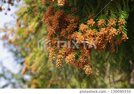 Hay fever image material: A large amount of cedar pollen just before it spreads 130090350