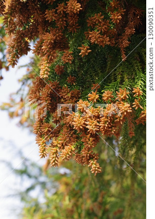 花粉症圖片素材:即將蔓延的大量雪松花粉 花粉症圖片素材:即將蔓延的大量雪松花粉 130090351