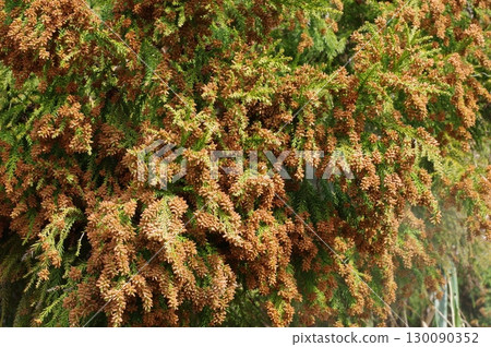 花粉症圖片素材：即將蔓延的大量雪松花粉 130090352