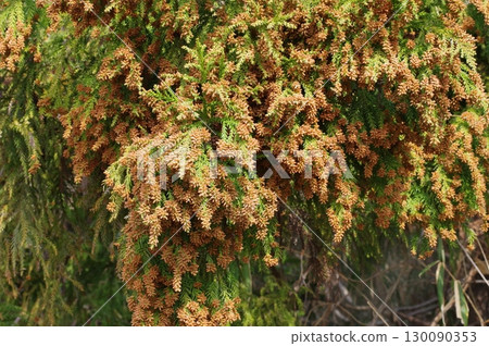 花粉症圖片素材：即將蔓延的大量雪松花粉 130090353