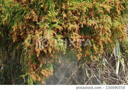 Hay fever image material: A large amount of cedar pollen just before it spreads Hay fever image material: A large amount of cedar pollen just before it spreads 130090358