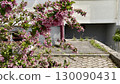 pink flowers on a stone wall 130090431