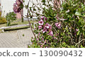 pink flower in a garden 130090432