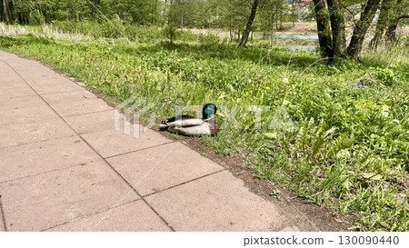 bicycle in the green grass 130090440