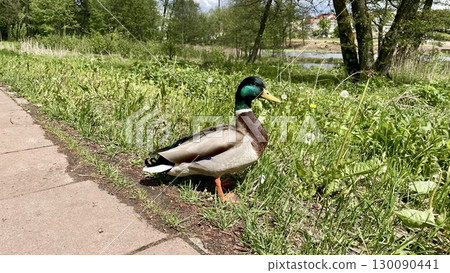 duck on the lake duck on the lake 130090441