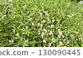 white fluffy dandelions on a green meadow 130090445
