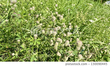 white fluffy dandelions on a green meadow white fluffy dandelions on a green meadow 130090445