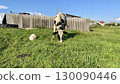 cows grazing on farm in green field 130090446
