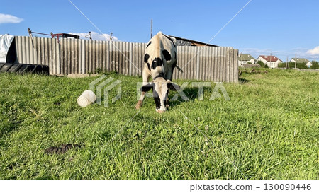 cows grazing on farm in green field 130090446