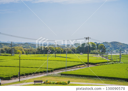 靜岡縣掛川市吉岡大塚古墓週邊茶園風景 130090578