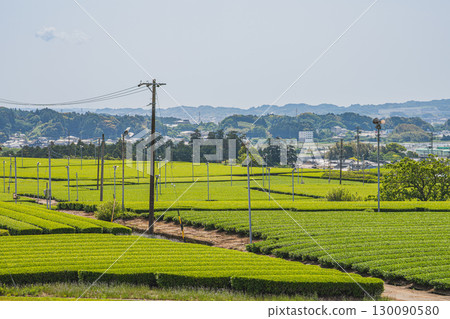 Scenery of the tea fields around Yoshioka Otsuka Tomb in Kakegawa City (Shizuoka Prefecture) 130090580