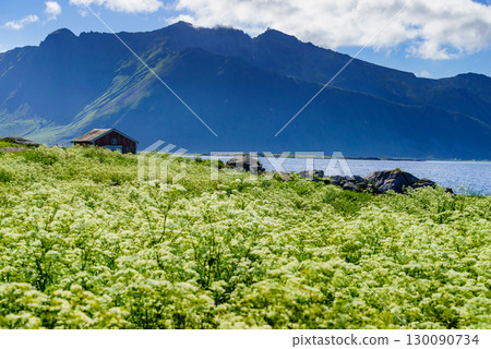 Landscape at Hovsund village Lofoten Norway 130090734