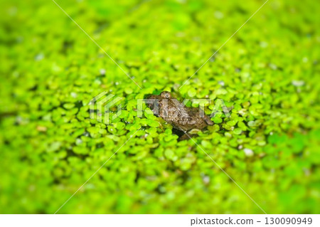 被水生植物包圍的小青蛙 被水生植物包圍的小青蛙 130090949