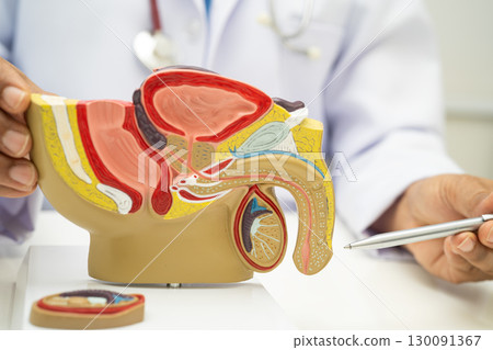 Male reproductive system, Asian doctor holding human anatomy model for study diagnosis and treatment in hospital. 130091367
